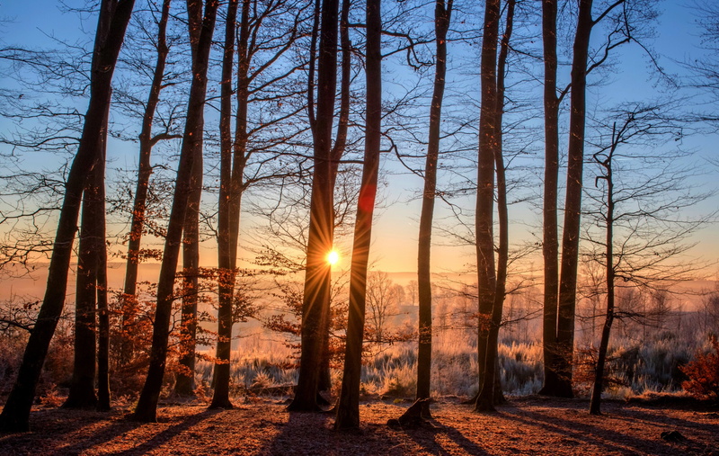 sunlight, beauty in nature, tree, trunk, lens flare, background, scenics, scenics - nature, 2K, outdoors, streaming, woodland, wood, tranquility, sunset
