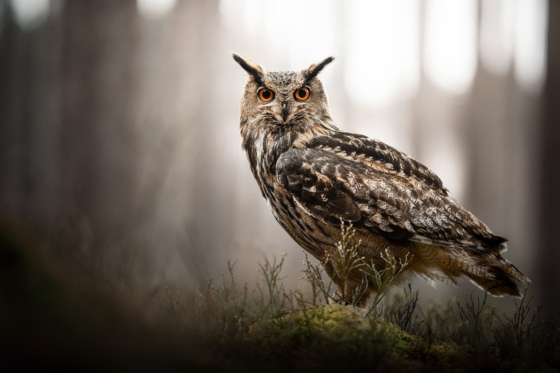 1080P, Bird, Owl, Wildlife, Birds, Great Horned Owl