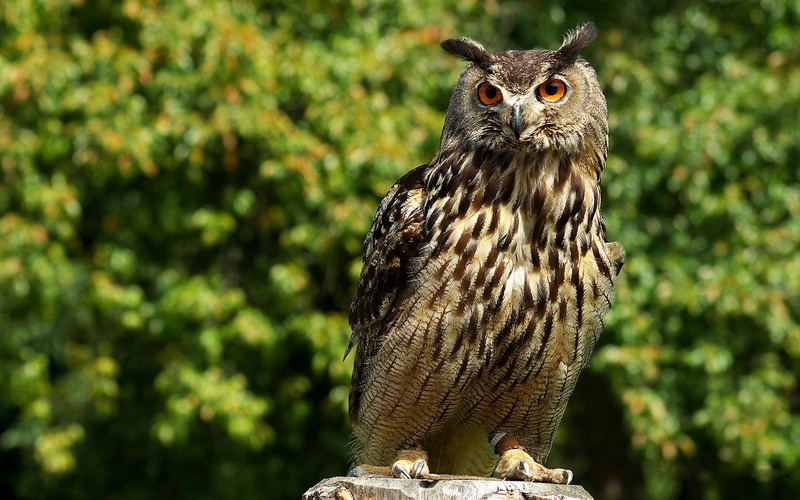 720P, Birds, Great horned owl