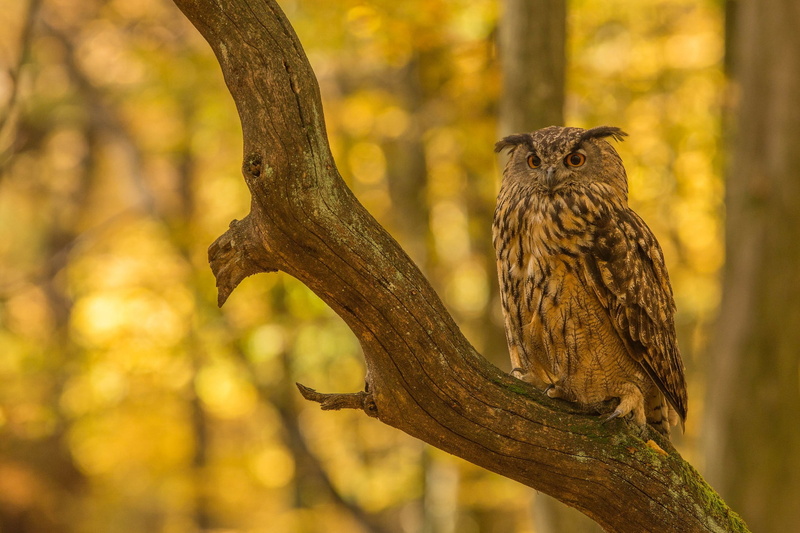Bird, Great Horned Owl, Birds, Owl, Wildlife, 1080P