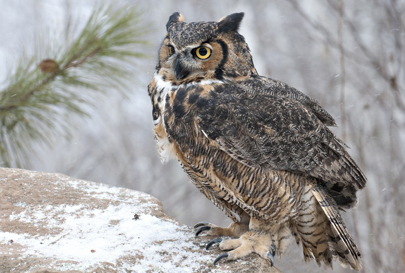 2K, Birds, Great horned owl