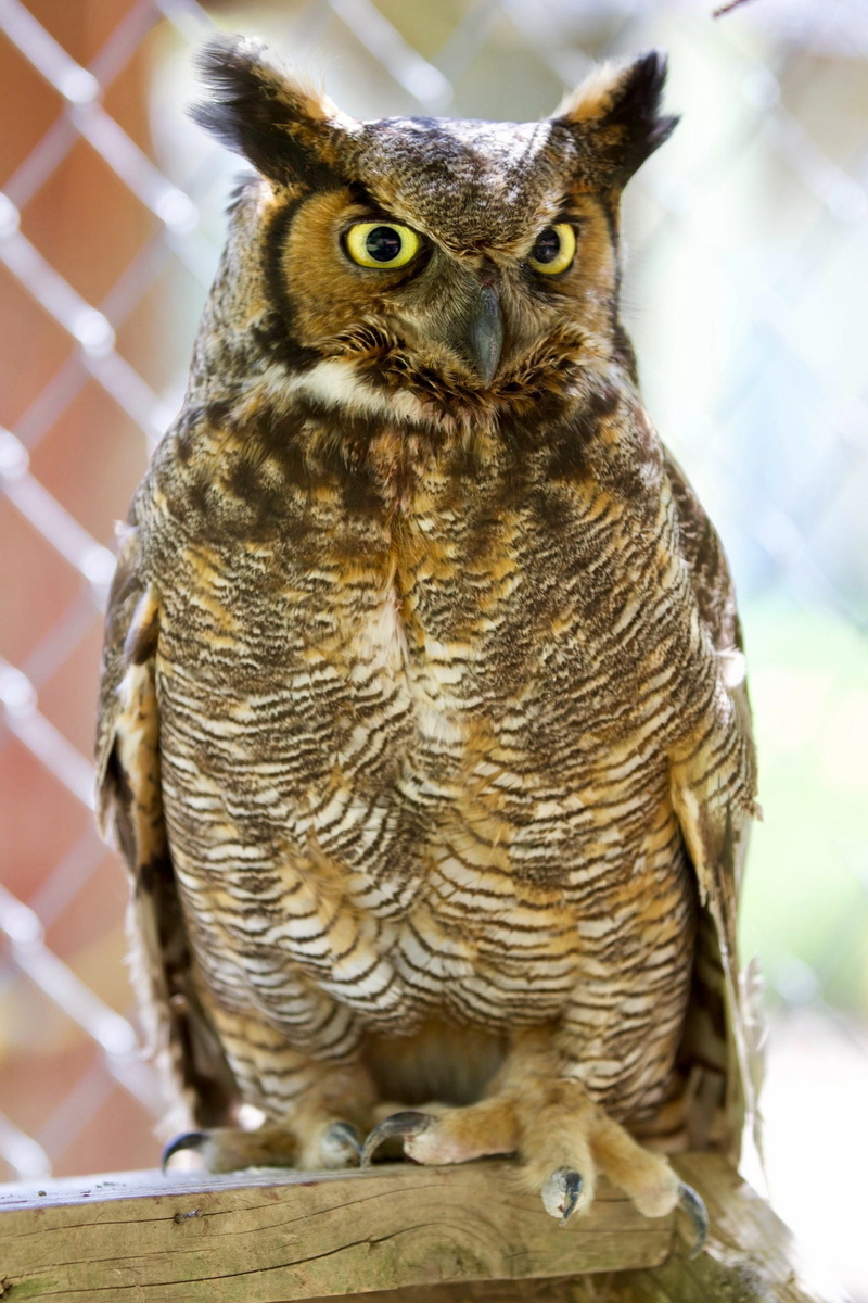 bird of prey, great horned owl, day, feathers, animals in the wild, beak, predator, 2K, animal eye, perching, vertebrate, one animal, animal wildlife