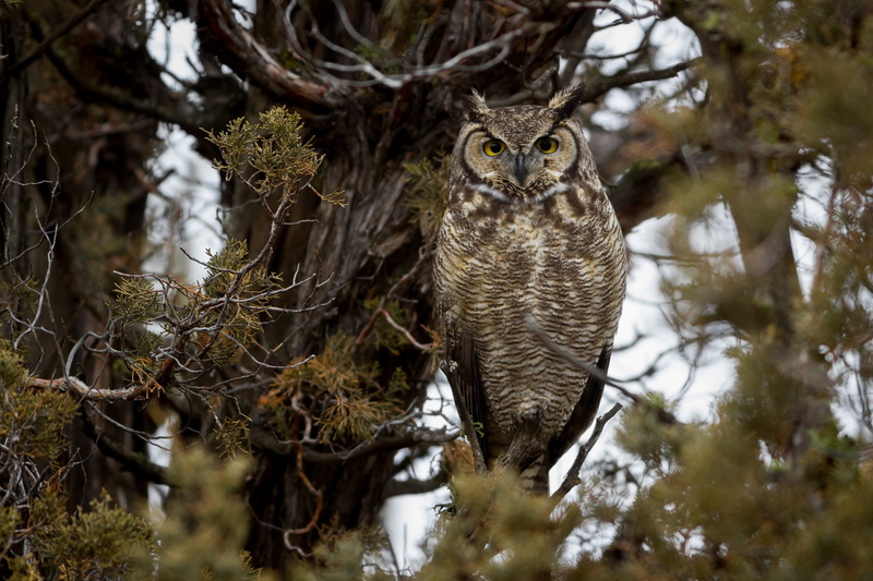 Great Horned Owl, 1080P, Bird, Owl, Birds, Wildlife