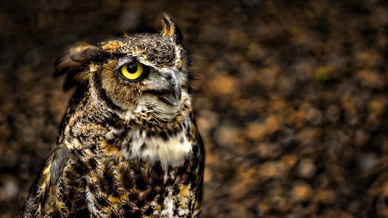 one animal, vertebrate, bird, animals in the wild, animal eye, close-up, owl, yellow eyes, looking, eye, animal body part, falcon - bird, focus on foreground