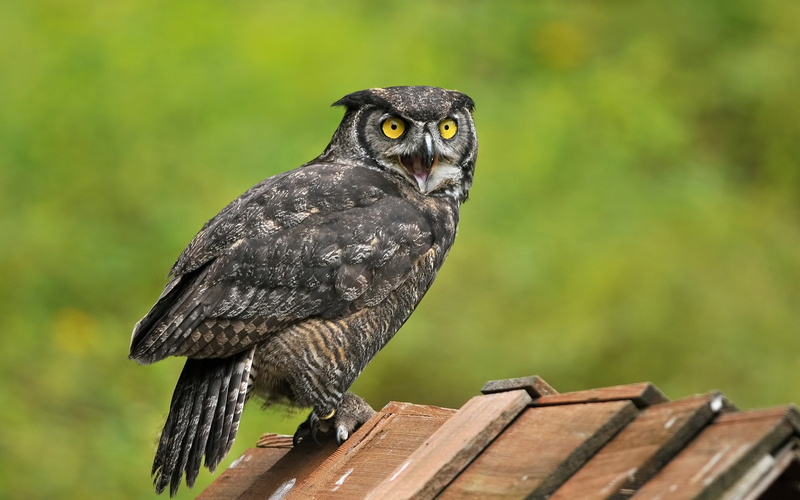 1080P, great horned owl