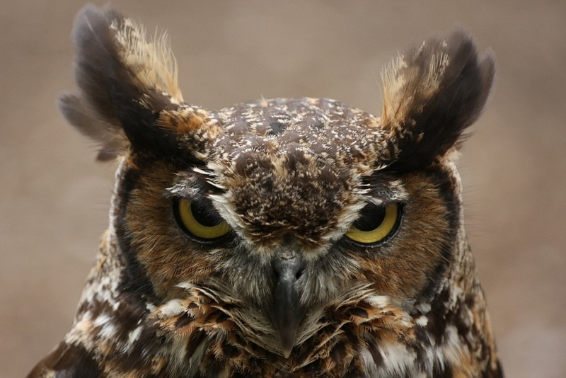 bird, front view, animal eye, animal body part, no people, focus on foreground, looking at camera, vertebrate, animal wildlife, bird of prey, animals in the wild