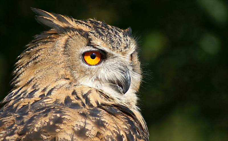 Great horned owl, Birds, 1080P