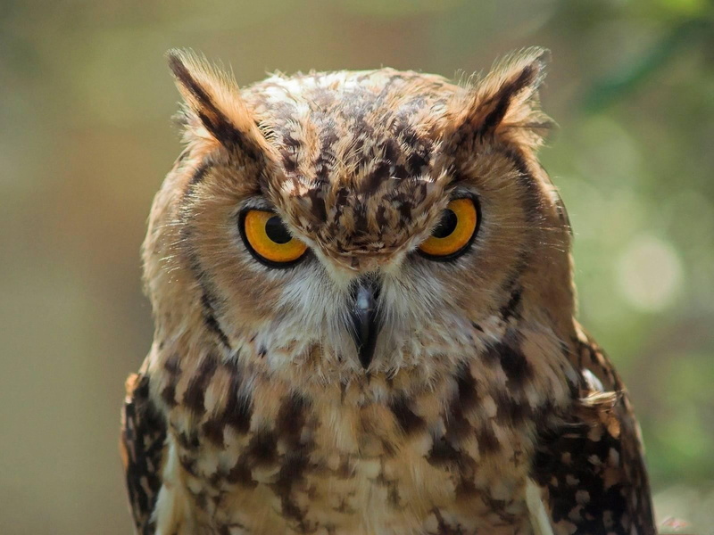 Great horned owl, 1080P, Birds