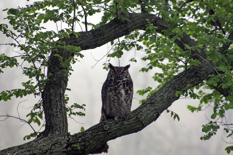 trunk, barn, vertebrate, growth, bird of Prey, horned, branch, domestic cat, brown, standing, nature, great, animals In The Wild, cat, mammal, animal wildlife