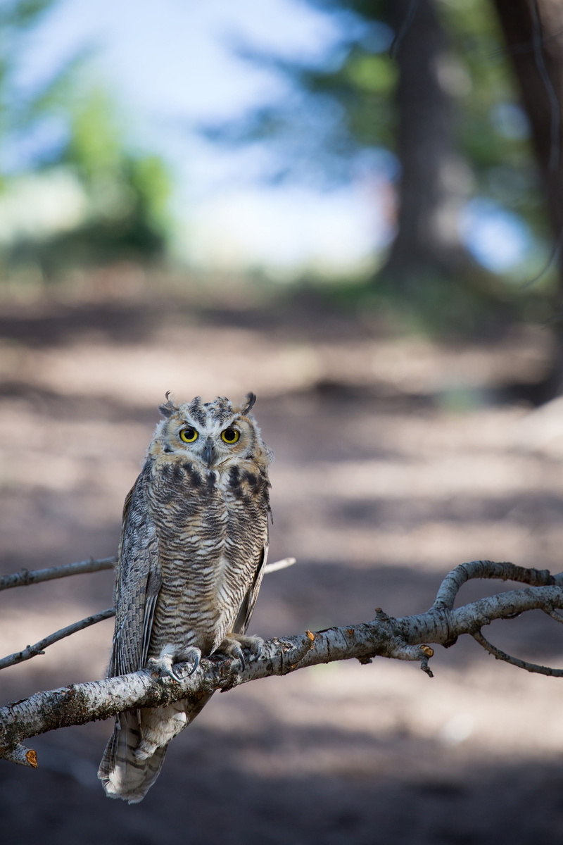 looking at camera, photo, owl, tree, land, perched, close-up, focus on foreground, focus, nocturnal, perching, raptor, wildlife, stare, portrait, bird of prey