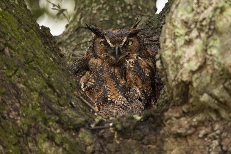 nocturnal, owl, tree, animal themes, wildlife, trunk, portrait, stare, great horned owl, forest, tree trunk, nature, looking at camera, one animal, animals In The Wild