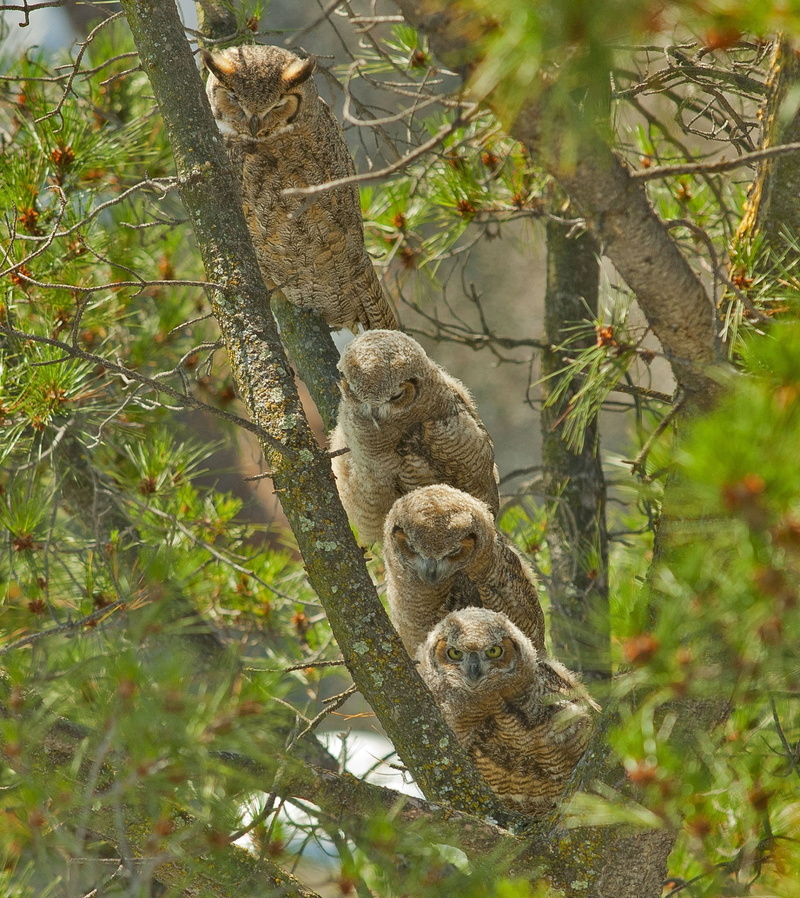 mammal, nature, koala, animal, outdoors, mother, plant, looking, animal wildlife, nocturnal, owls, trunk, hunter, predator, wildlife, vertebrate, growth