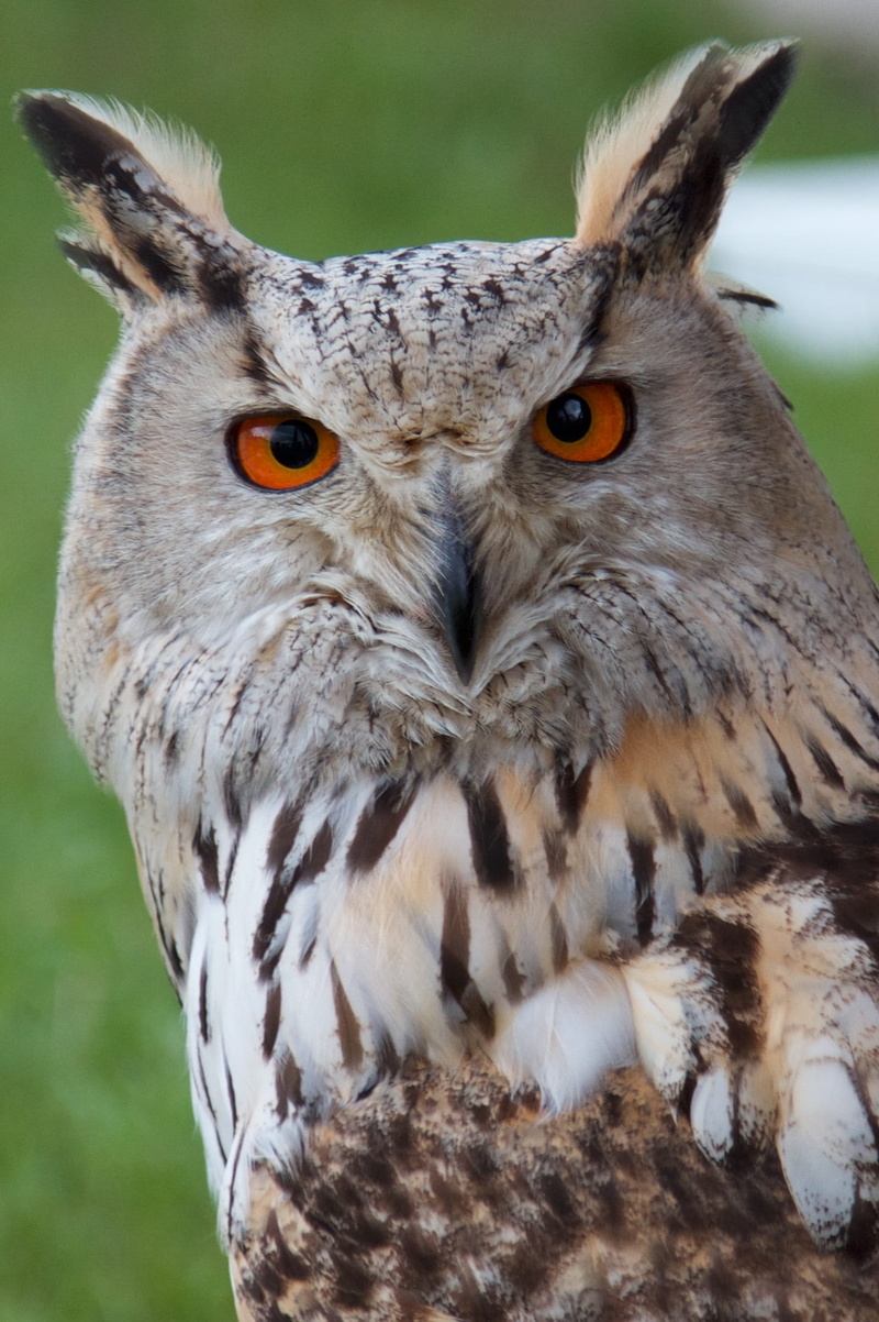eyes, looking at camera, close-up, animal head, owl, no people, jv, vertebrate, animal wildlife, animal eye, 1080P, bird of prey, animal themes, orange