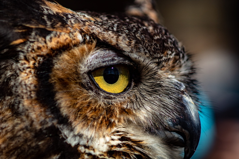 state park, focus on foreground, cat, animal wildlife, memphis, tn, focus, great horned owl, yellow eyes, mammal, looking at camera, eye, owl, nature, 2K