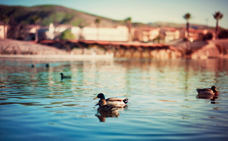 depth, art, field, water, ripples, ducks, 720P, hd, BIRDS, bokeh, ed, lakes, blurred, background, california, mcgowan, animals