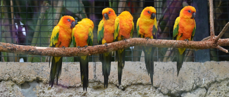 little, tree, 4K, orange, six, color, tropical bird, animals in the wild, animal wildlife, parrot, green, wild, cage, animal themes, parakeet, loro parque fundacion