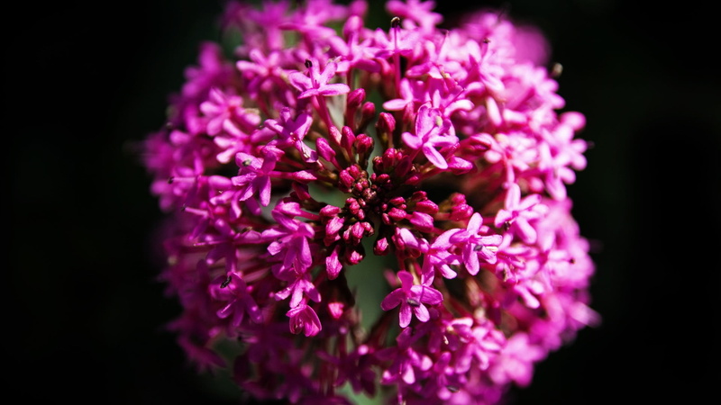 1080P, flower arrangement, inflorescence, flowers, petal, beauty in nature, freshness, no people, lilac, pink color, flower head, purple, flower, plant
