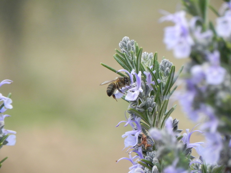 no people, pollination, plant, 2K, summer, nature, animal themes, bumblebee, fragility, vulnerability, growth, flowering plant, close-up, rosemary, animals in the wild