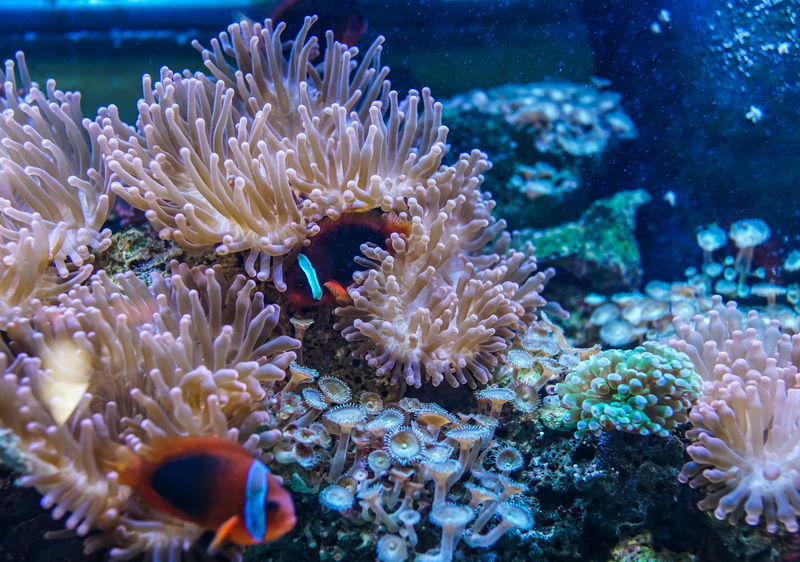 animal themes, 5K, reef, fish, beauty in nature, no people, sea life, animals in the wild, animal, ocean, undersea, underwater, sea, nature, water, clown fish