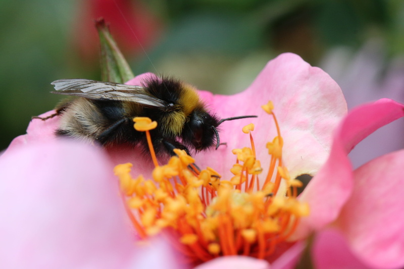 symbiotic relationship, outdoors, beauty in nature, freshness, no people, flower head, pollination, 5K, plant, close-up, petal, flowering plant, animal wildlife