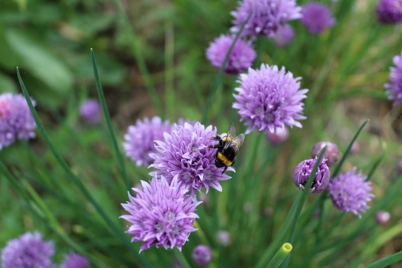 herbs, animal wildlife, invertebrate, growth, flower, 5K, one animal, plant, vulnerability, flowering plant, animal themes, lavender, chive flower, chives