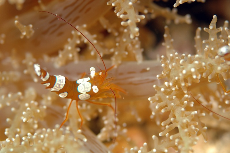invertebrate, 2K, animal themes, underwater, no people, animals in the wild, coral, symbiotic relationship, animal wildlife, water, cancer, plant, marine