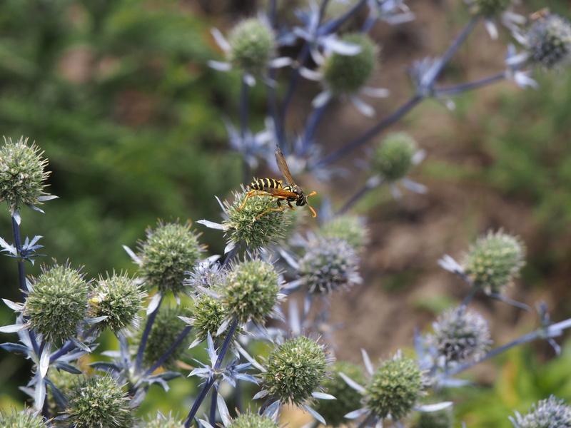 invertebrate, wasp, growth, animals in the wild, summer, close, thistle, freshness, beauty in nature, one animal, insect, garden, animal wildlife, animal wing