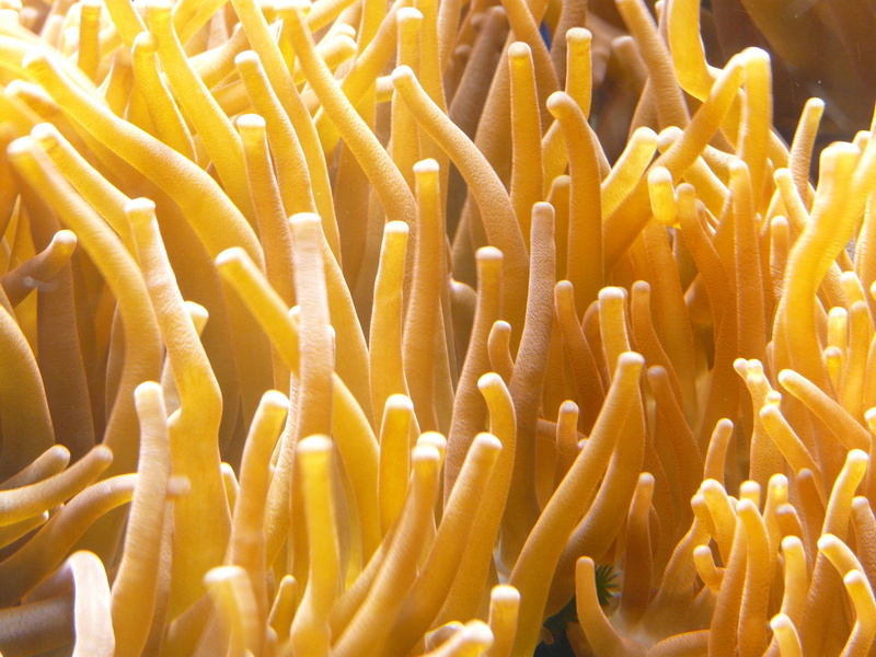 undersea, group of animals, aquarium, animals in the wild, ecosystem, 2K, sea life, clown fish, seenelken, beauty in nature, animal themes, yellow, close-up