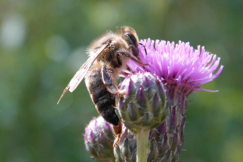 symbiotic relationship, 4K, close-up, animal wildlife, purple, vulnerability, animal, petal, pollination, one animal, animal themes, prickly, bee, thistle