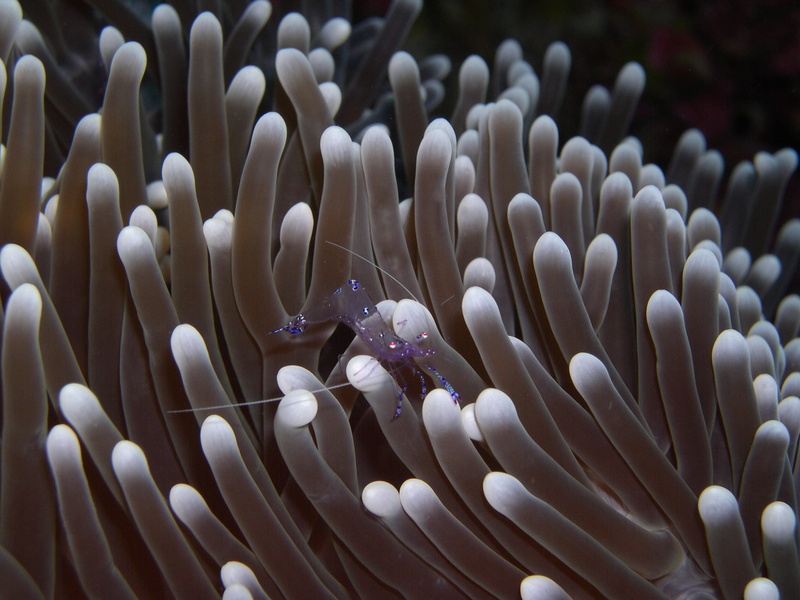1080P, beauty in nature, anemone, animals in the wild, shrimp, marine, close-up, invertebrate, coral, purple, water, animal, sea anemone, nature, undersea
