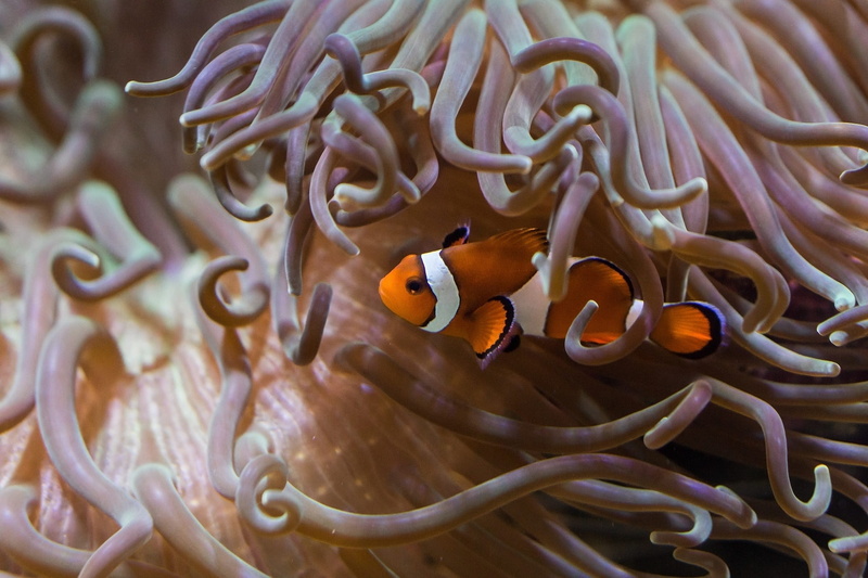sea life, marine, symbiotic relationship, outdoors, animal themes, clown, clown fish, close, sea, photo, fish, animals in the wild, water, aquarium, no people