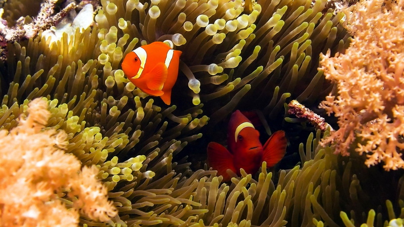 vertebrate, 2K, nature, beauty in nature, animal, animal wildlife, water, sea, clown fish, saltwater fish, undersea, group of animals, clownfish, sea life