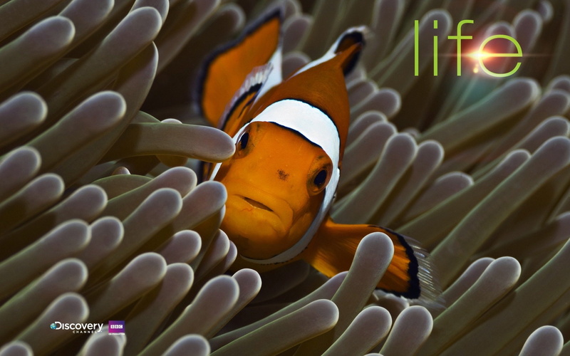 underwater, animal, animal wildlife, one animal, swimming, animals in the wild, beauty in nature, sea life, symbiotic relationship, clown fish, 1080P
