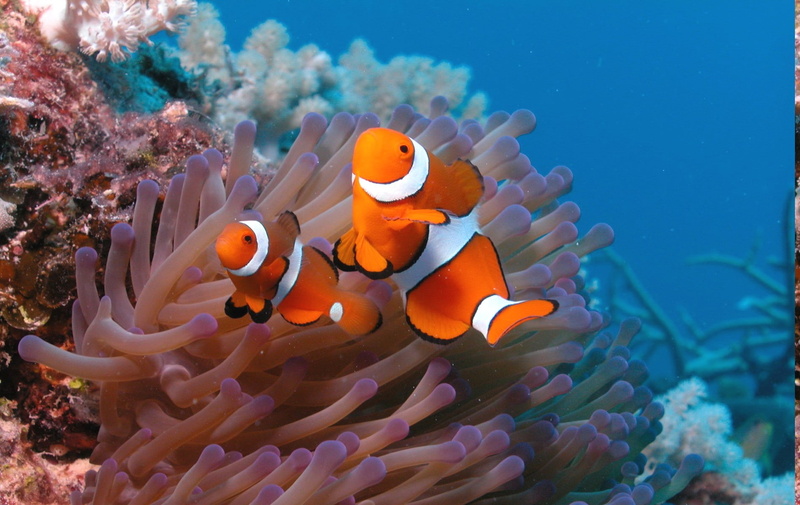 720P, animals in the wild, group of animals, sea life, vertebrate, marine, water, fish, underwater, animal themes, ecosystem, invertebrate, coral, animal