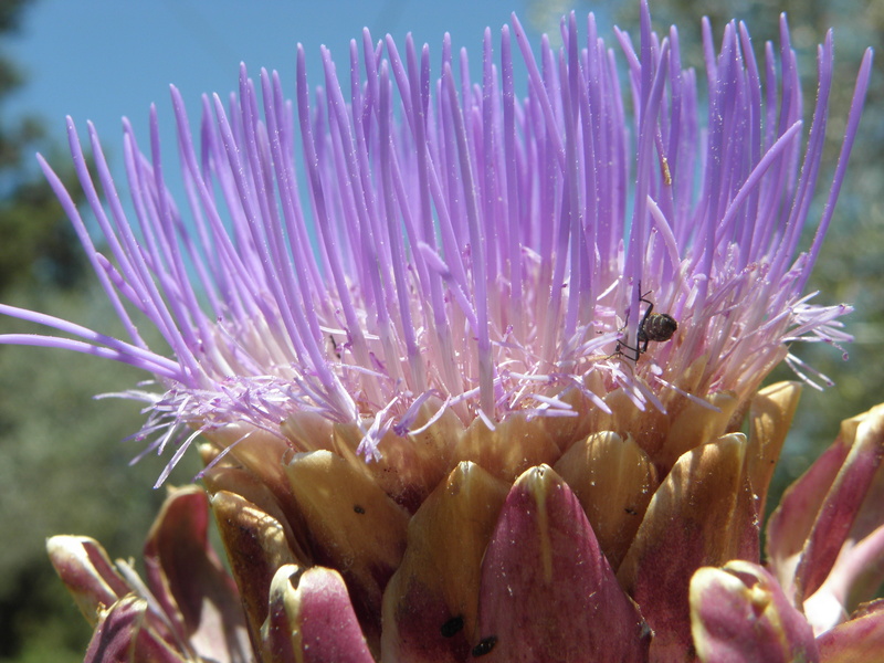 animal themes, invertebrate, petal, flowering plant, pink Color, plant, botany, pollen, marine, pollination, Artichoke, beauty In Nature, animals in the wild