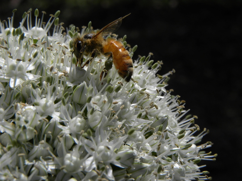 one animal, insect, underwater, pollen, Flower, botany, growth, flower head, animals in the wild, plant, close-up, animal themes, animal wildlife, vulnerability