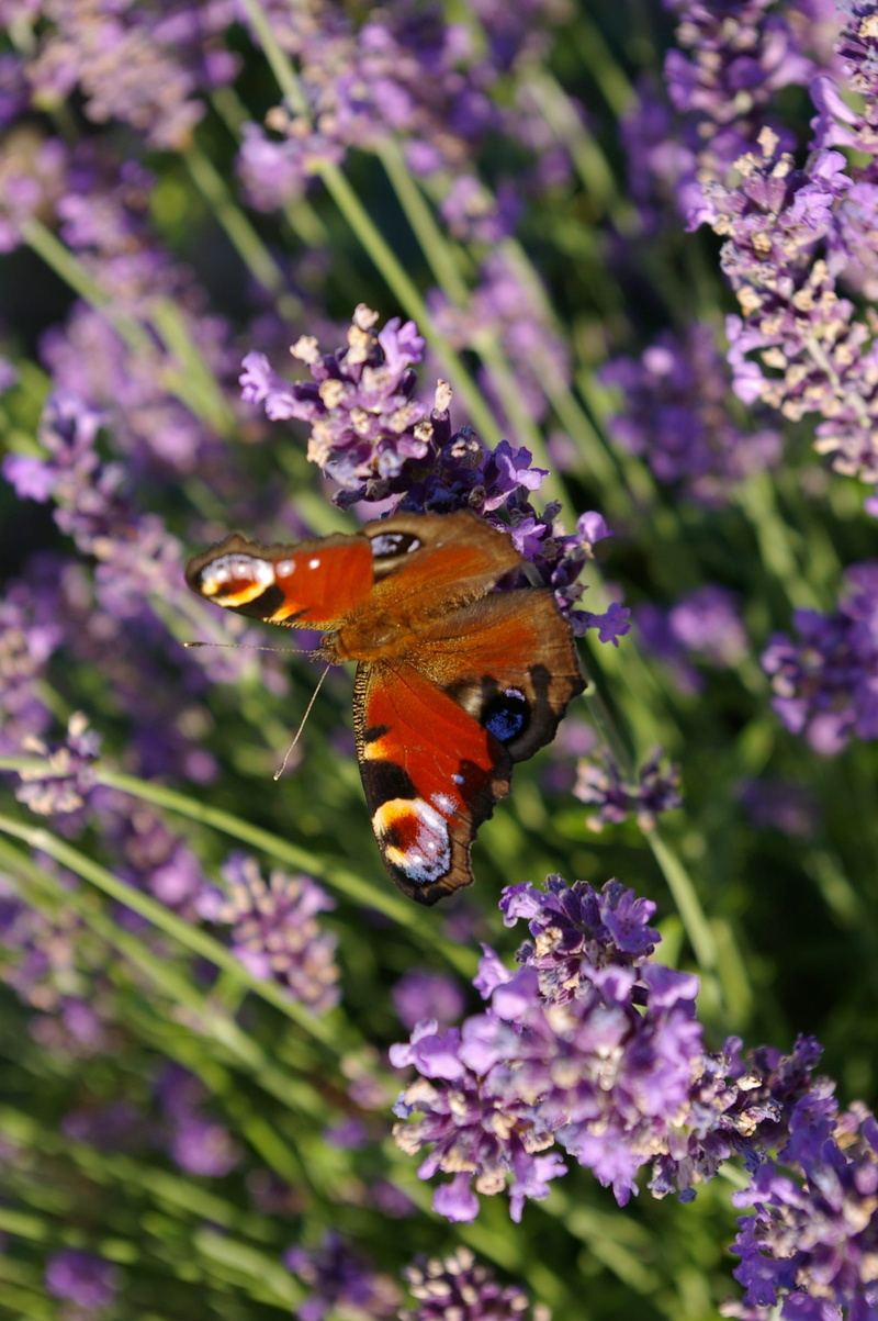 peacock, insect, lavender, invertebrate, animals in the wild, peacock butterfly, beauty in nature, edelfalter, butterfly - insect, animal wing, symbiotic relationship