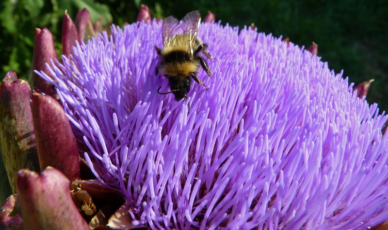 fragility, symbiotic relationship, animal themes, flower head, animals in the wild, Insect, nature, 2K, pollen, beauty in nature, plant, flowering plant