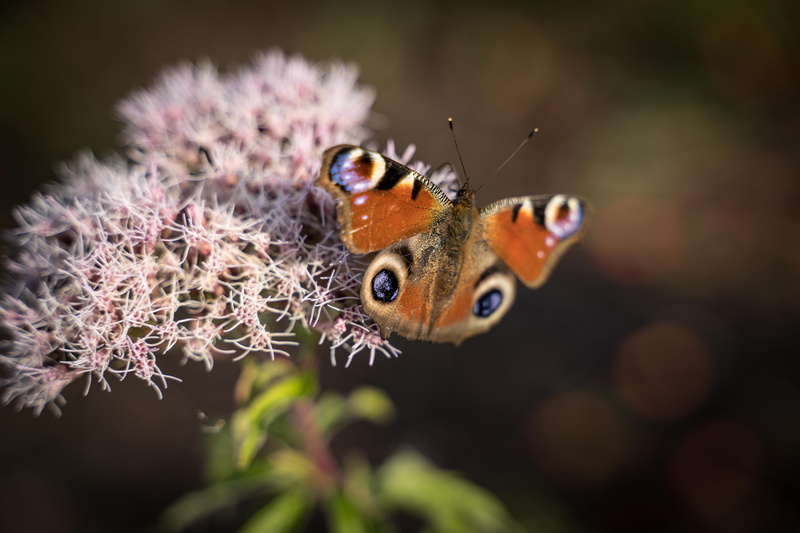 outdoors, butterflies, close-up, nature, peacock, animal themes, garden, blossom, brown, one animal, fragility, beautiful, vulnerability, violet, animal wing