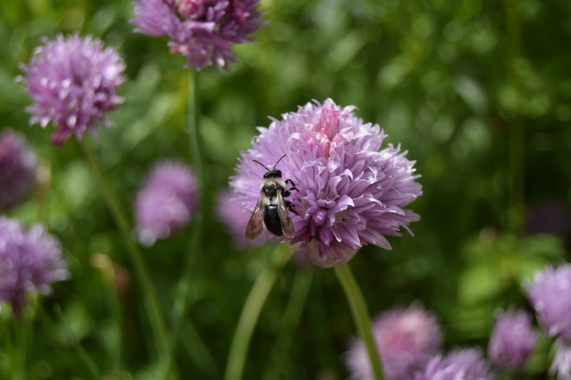 Chives, symbiotic relationship, springtime, animal themes, one animal, invertebrate, plant, pollen, petal, Bee, Flower, purple, animal, close-up, no people