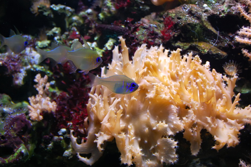 sea, swimming, transparent, aquarium, sea life, animals in the wild, ecosystem, vertebrate, no people, animal themes, ornamental fish, animal, underwater