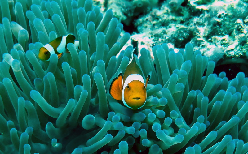 animal wildlife, clown, 1080P, no people, corral, beauty in nature, invertebrate, ecosystem, sea life, coral, vertebrate, animals in the wild, nature