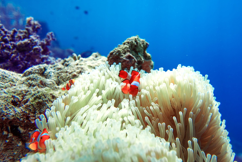 animal, beauty in nature, nature, widi islands, indonesia, animal wildlife, sea anemone, halmahera, water, animal themes, sea, clownfish, underwater, clown fish