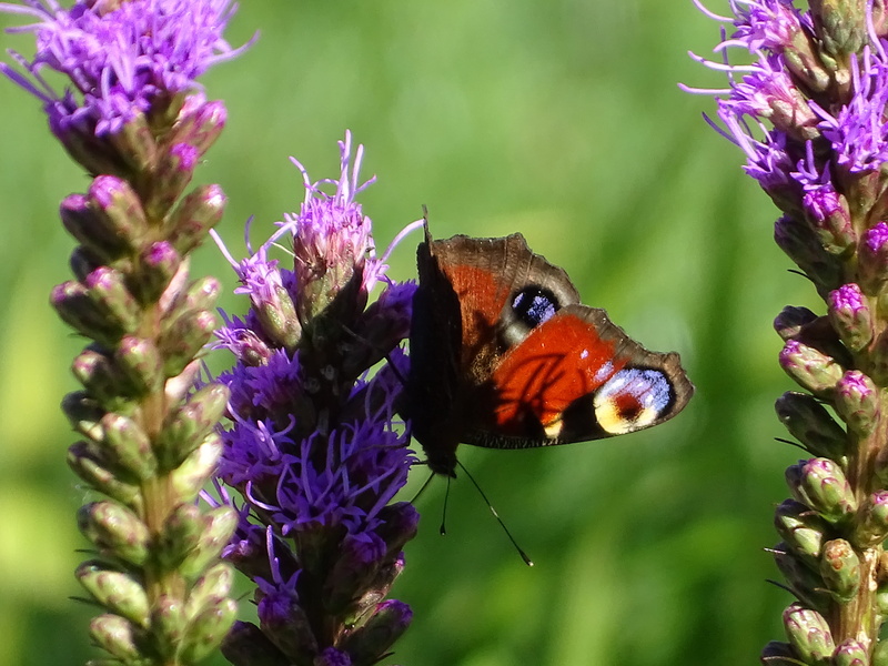 butterfly, butterfly - insect, outdoors, flowering plant, fragility, no people, pollination, flower, animal, petal, animal themes, 5K, nature, animal world