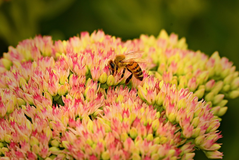 petal, beauty in nature, nectar, no people, freshness, animals in the wild, fragility, pollination, animal wildlife, one animal, symbiotic relationship