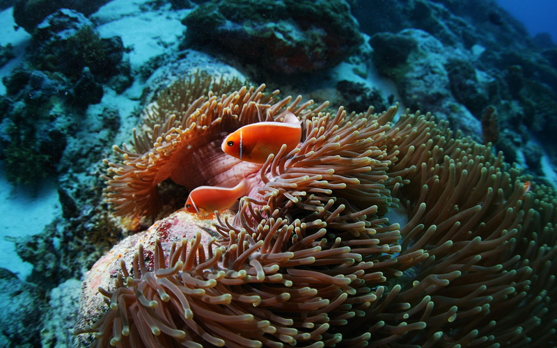 2K, animal wildlife, nature, clown fish, undersea, animals in the wild, coral, underwater, beauty in nature, sea, coral reef, vertebrate, Animal, anemone