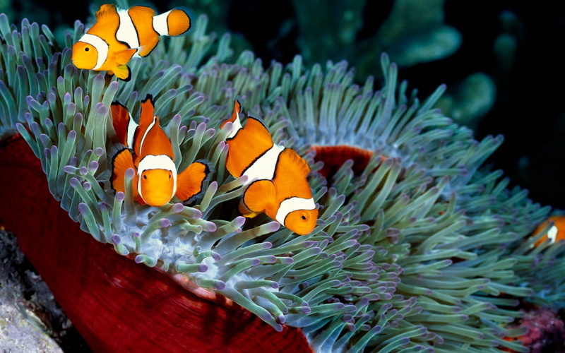 clown fish, Animal, animals in the wild, sea life, invertebrate, outdoors, coral, nature, symbiotic relationship, no people, clownfish, ecosystem, vertebrate