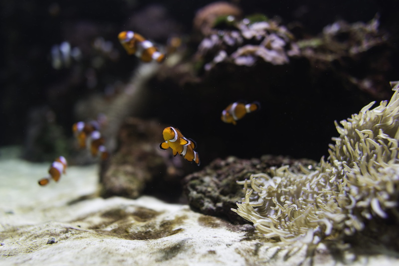 one animal, underwater, nature, no people, anemone, invertebrate, animal, water, undersea, Clown fish, animal wildlife, animals in the wild, coral, ecosystem