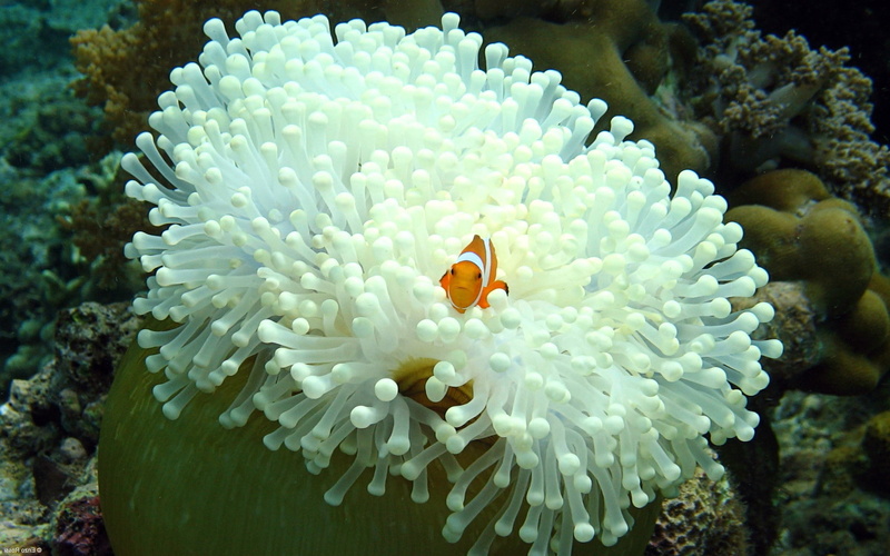clown fish, no people, ecosystem, water, animal wildlife, symbiotic relationship, animal themes, sea life, sea, beauty in nature, 1080P, animals, Clownfish