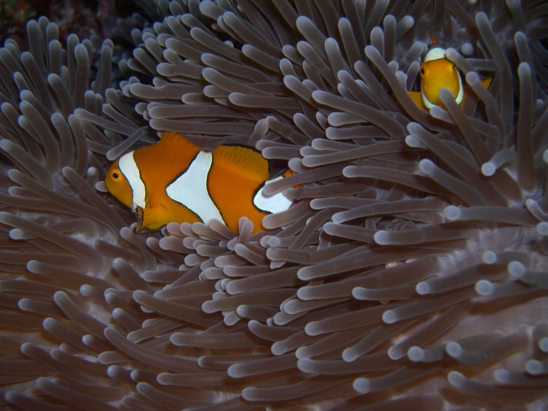 vertebrate, marine, clown, immersion, clown fish, undersea, sea, white, clownfish, sea anemone, anemone, beauty in nature, group of animals, animal themes